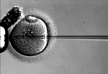 In-vitro, a zaprzeczenie ojcostwa