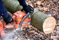 Jak wyciąć drzewo na działce - przepisy 2017