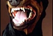 Wykaz ras psów uznawanych za agresywne